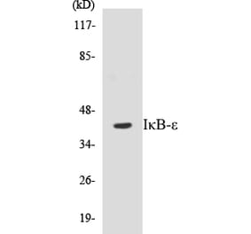 Western Blot - IKB epsilon Cell Based ELISA Kit (CB5383) - Antibodies.com
