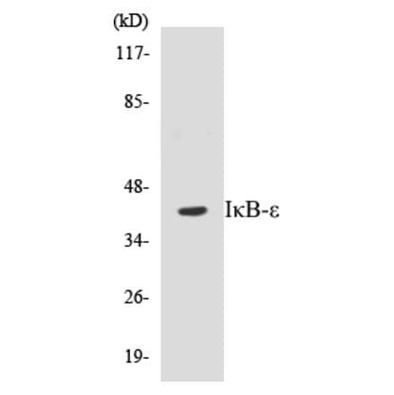 Western Blot - IKB epsilon Cell Based ELISA Kit (CB5383) - Antibodies.com