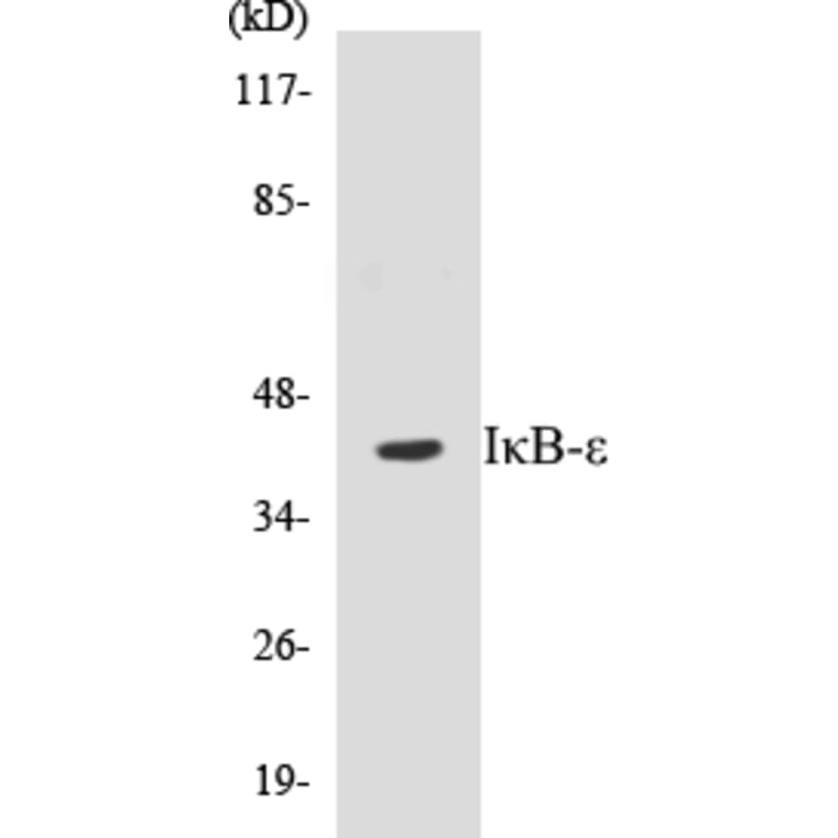 Western Blot - IKB epsilon Cell Based ELISA Kit (CB5383) - Antibodies.com