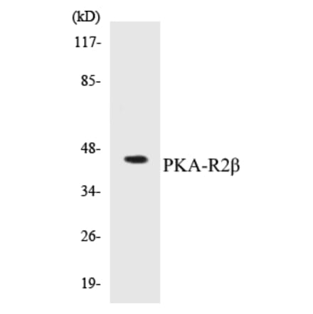 Western Blot - PKA-R2 beta Cell Based ELISA Kit (CB5560) - Antibodies.com