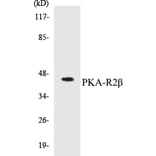 Western Blot - PKA-R2 beta Cell Based ELISA Kit (CB5560) - Antibodies.com
