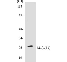 Western Blot - 14-3-3 zeta Cell Based ELISA Kit (CB5002) - Antibodies.com