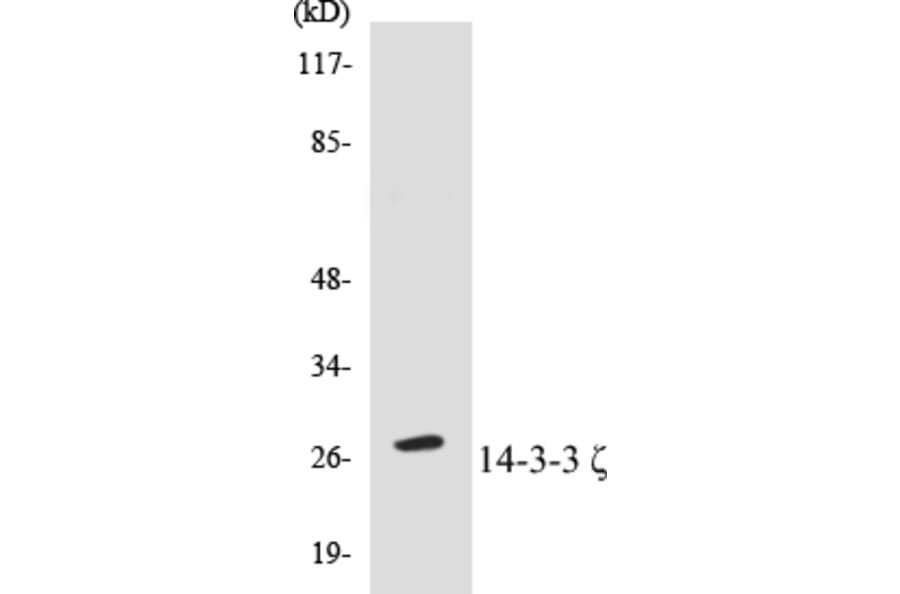 Western Blot - 14-3-3 zeta Cell Based ELISA Kit (CB5002) - Antibodies.com