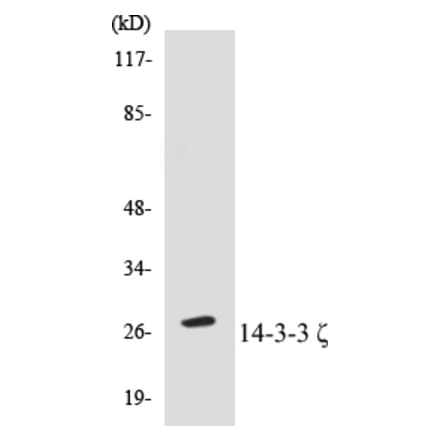 Western Blot - 14-3-3 zeta Cell Based ELISA Kit (CB5002) - Antibodies.com