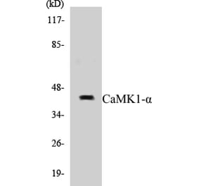 Western Blot - CaMK1 alpha Cell Based ELISA Kit (CB5091) - Antibodies.com