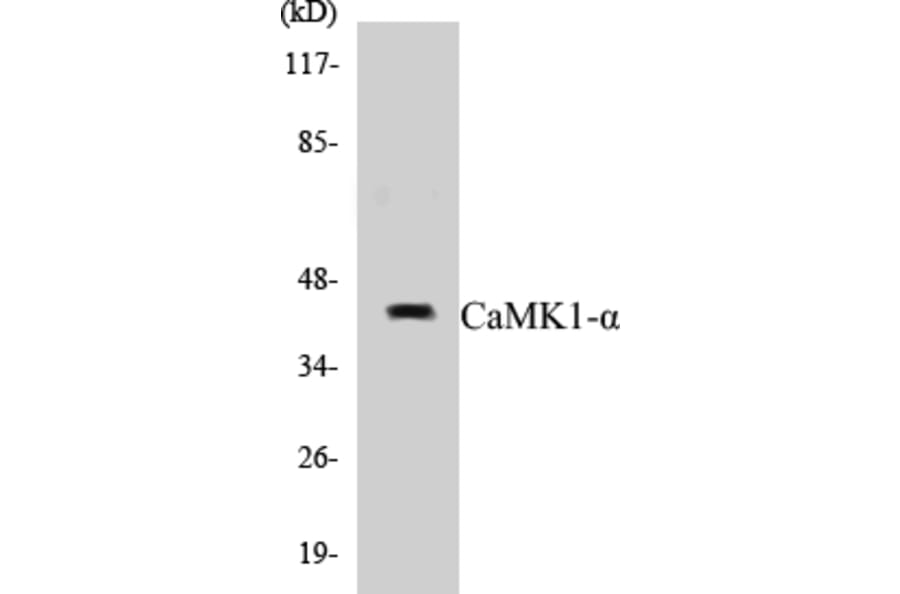 Western Blot - CaMK1 alpha Cell Based ELISA Kit (CB5091) - Antibodies.com