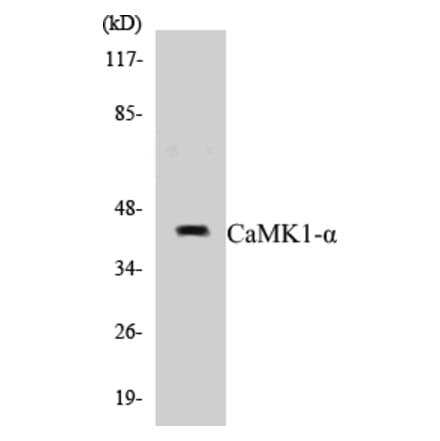 Western Blot - CaMK1 alpha Cell Based ELISA Kit (CB5091) - Antibodies.com