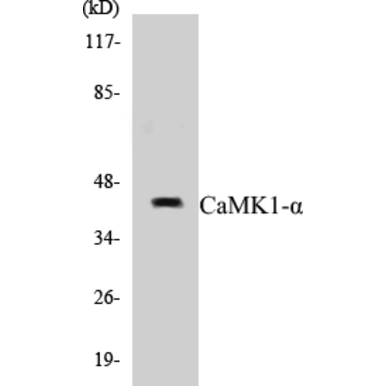 Western Blot - CaMK1 alpha Cell Based ELISA Kit (CB5091) - Antibodies.com
