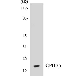 Western Blot - CPI17 alpha Cell Based ELISA Kit (CB5166) - Antibodies.com