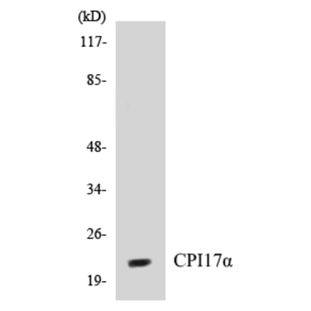 Western Blot - CPI17 alpha Cell Based ELISA Kit (CB5166) - Antibodies.com