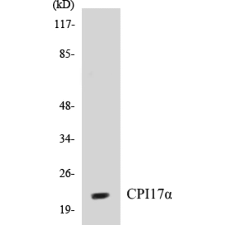 Western Blot - CPI17 alpha Cell Based ELISA Kit (CB5166) - Antibodies.com