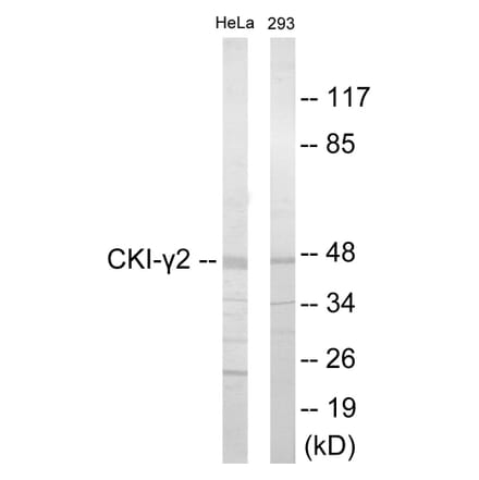 Western Blot - CKI gamma 2 Cell Based ELISA Kit (CB5938) - Antibodies.com