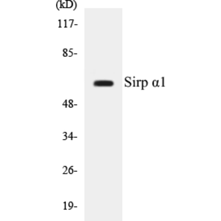 Western Blot - SIRP alpha Cell Based ELISA Kit (CB5632) - Antibodies.com