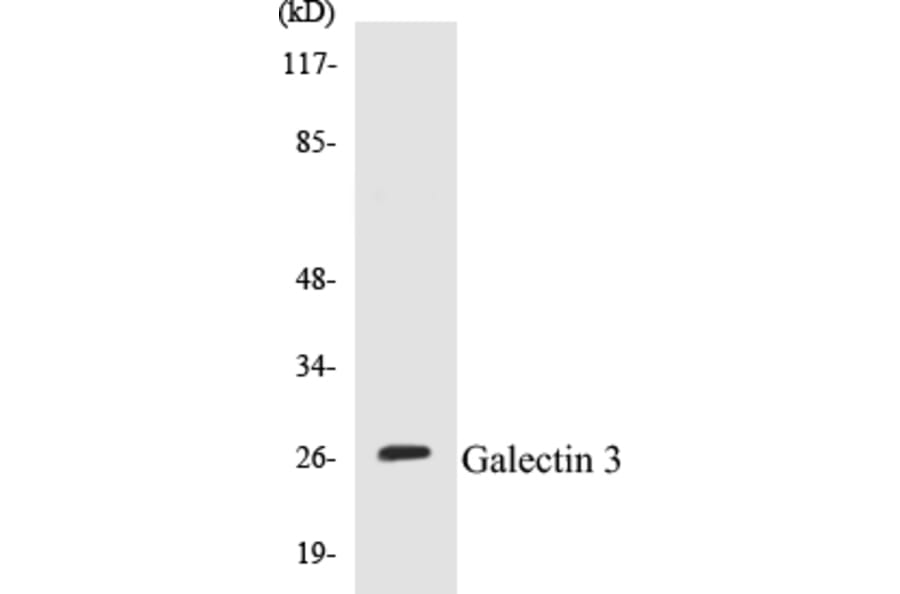 Western Blot - Galectin 3 Cell Based ELISA Kit (CB5286) - Antibodies.com