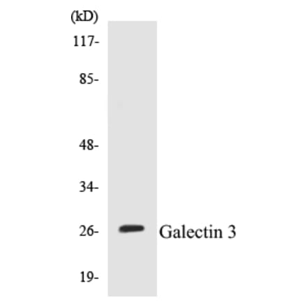 Western Blot - Galectin 3 Cell Based ELISA Kit (CB5286) - Antibodies.com