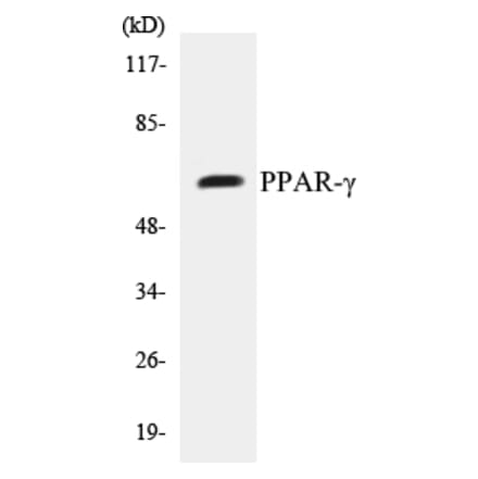 Western Blot - PPAR gamma Cell Based ELISA Kit (CB5585) - Antibodies.com