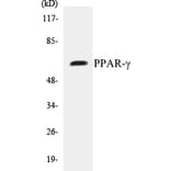 Western Blot - PPAR gamma Cell Based ELISA Kit (CB5585) - Antibodies.com