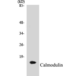 Western Blot - Calmodulin Cell Based ELISA Kit (CB5088) - Antibodies.com