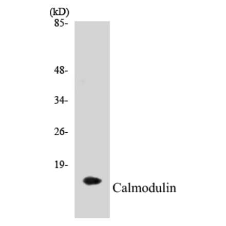 Western Blot - Calmodulin Cell Based ELISA Kit (CB5088) - Antibodies.com
