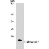 Western Blot - Calmodulin Cell Based ELISA Kit (CB5088) - Antibodies.com