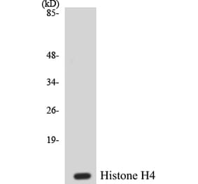 Western Blot - Histone H4 Cell Based ELISA Kit (CB5336) - Antibodies.com