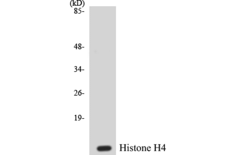 Western Blot - Histone H4 Cell Based ELISA Kit (CB5336) - Antibodies.com