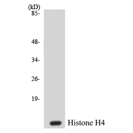 Western Blot - Histone H4 Cell Based ELISA Kit (CB5336) - Antibodies.com
