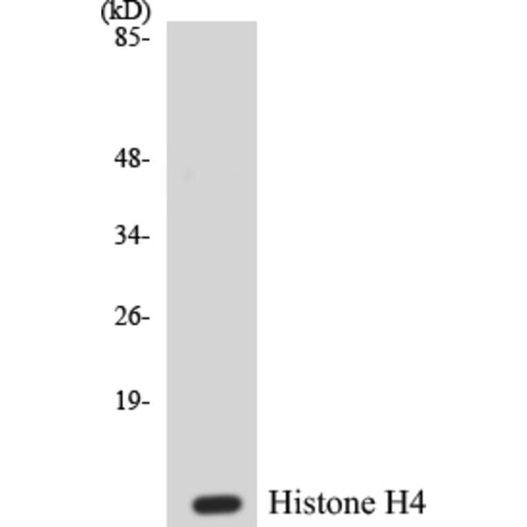 Western Blot - Histone H4 Cell Based ELISA Kit (CB5336) - Antibodies.com