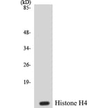 Western Blot - Histone H4 Cell Based ELISA Kit (CB5336) - Antibodies.com