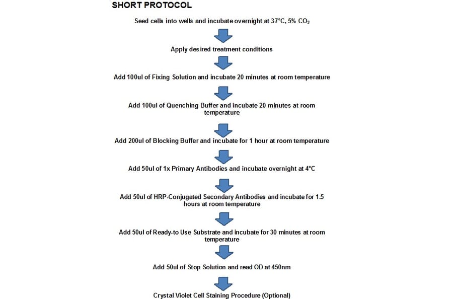 Protocol Summary - PDGFR beta Cell Based ELISA Kit (CB5545) - Antibodies.com