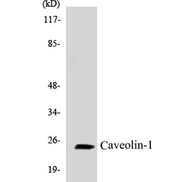 Western Blot - Caveolin-1 Cell Based ELISA Kit (CB5109) - Antibodies.com
