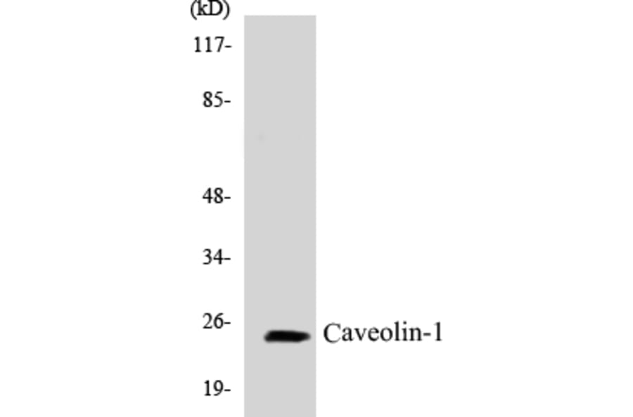 Western Blot - Caveolin-1 Cell Based ELISA Kit (CB5109) - Antibodies.com