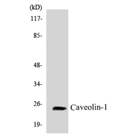 Western Blot - Caveolin-1 Cell Based ELISA Kit (CB5109) - Antibodies.com