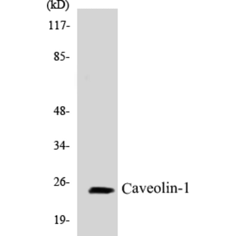 Western Blot - Caveolin-1 Cell Based ELISA Kit (CB5109) - Antibodies.com