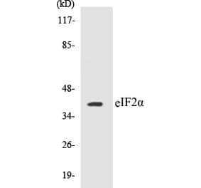 Western Blot - eIF2 alpha Cell Based ELISA Kit (CB5226) - Antibodies.com
