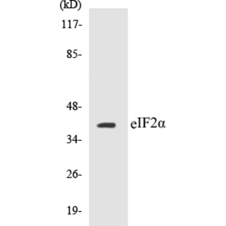 Western Blot - eIF2 alpha Cell Based ELISA Kit (CB5226) - Antibodies.com