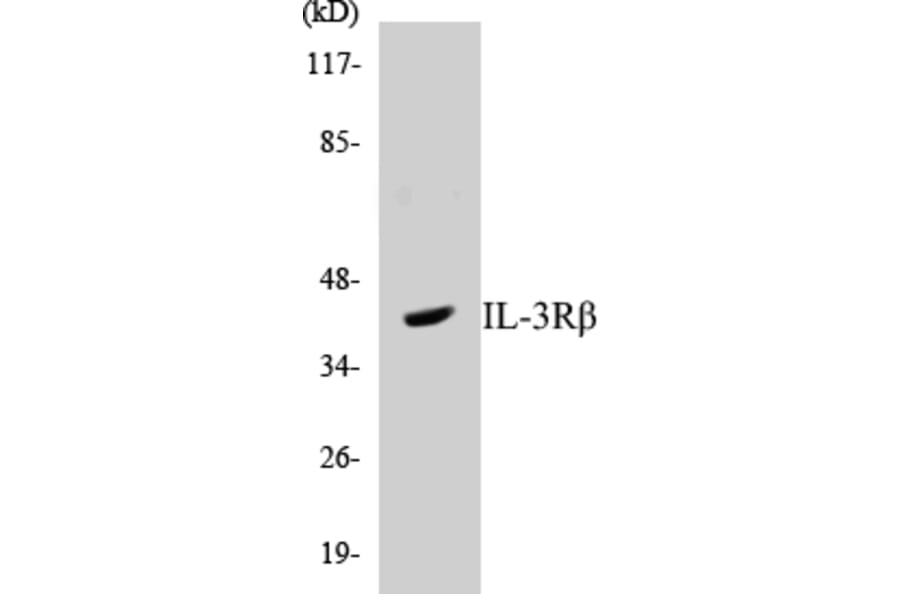 Western Blot - IL-3R beta Cell Based ELISA Kit (CB5365) - Antibodies.com