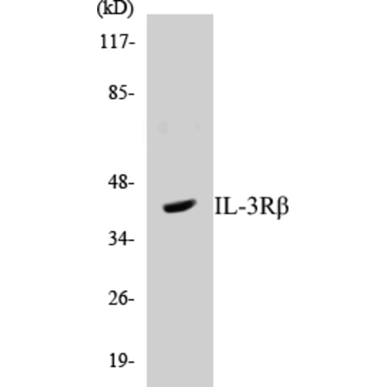 Western Blot - IL-3R beta Cell Based ELISA Kit (CB5365) - Antibodies.com