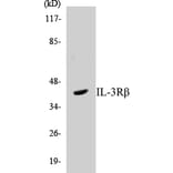 Western Blot - IL-3R beta Cell Based ELISA Kit (CB5365) - Antibodies.com