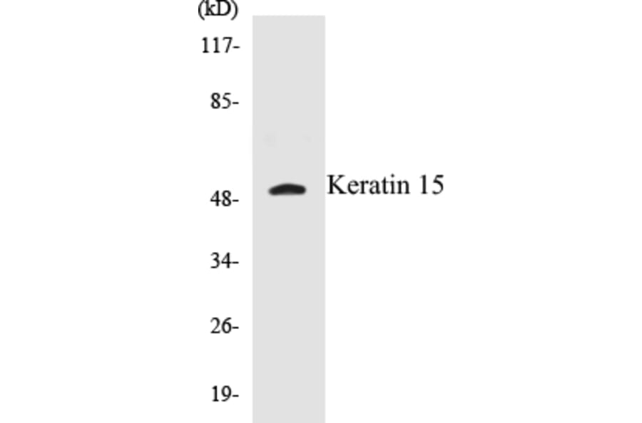 Western Blot - Keratin 15 Cell Based ELISA Kit (CB5394) - Antibodies.com