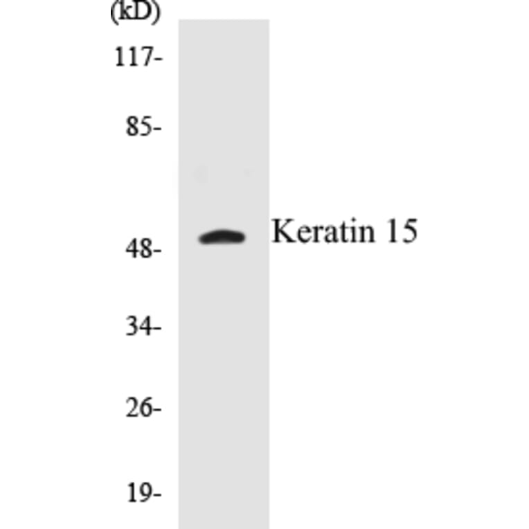 Western Blot - Keratin 15 Cell Based ELISA Kit (CB5394) - Antibodies.com