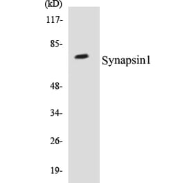 Western Blot - Synapsin 1 Cell Based ELISA Kit (CB5668) - Antibodies.com