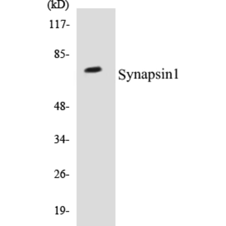 Western Blot - Synapsin 1 Cell Based ELISA Kit (CB5668) - Antibodies.com