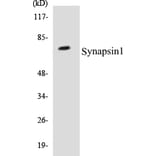 Western Blot - Synapsin 1 Cell Based ELISA Kit (CB5668) - Antibodies.com