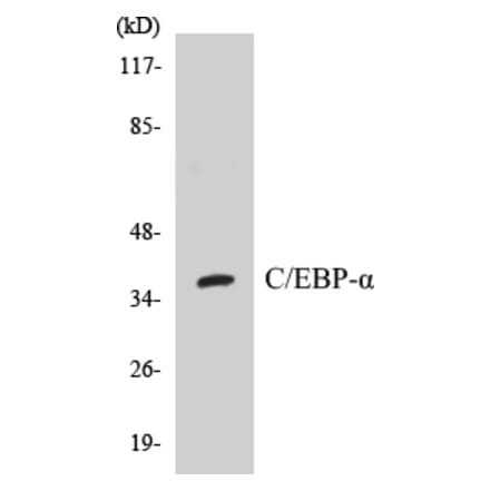 Western Blot - CEBP alpha Cell Based ELISA Kit (CB5082) - Antibodies.com
