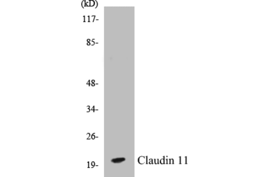 Western Blot - Claudin 11 Cell Based ELISA Kit (CB5143) - Antibodies.com
