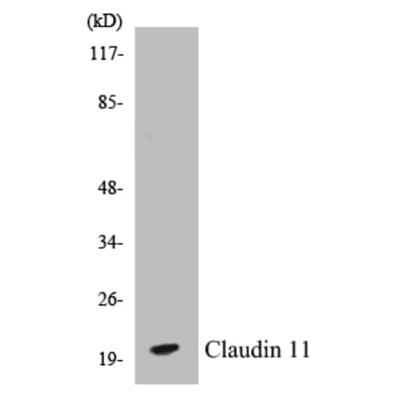 Western Blot - Claudin 11 Cell Based ELISA Kit (CB5143) - Antibodies.com