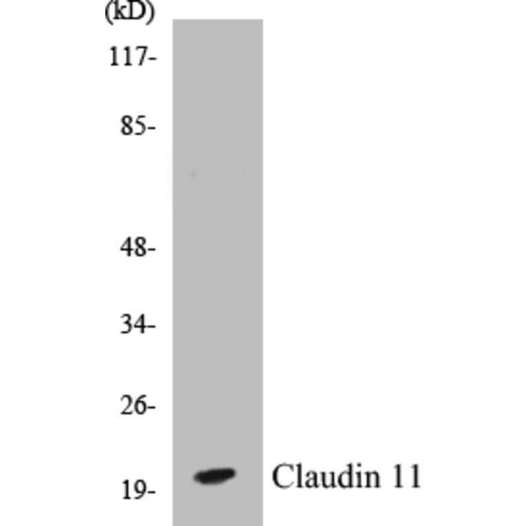 Western Blot - Claudin 11 Cell Based ELISA Kit (CB5143) - Antibodies.com