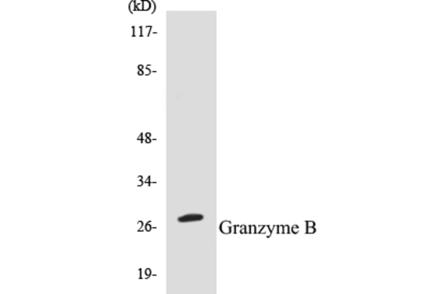Western Blot - Granzyme B Cell Based ELISA Kit (CB5303) - Antibodies.com