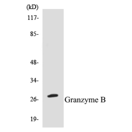 Western Blot - Granzyme B Cell Based ELISA Kit (CB5303) - Antibodies.com
